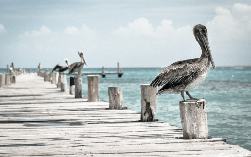pelican_1 pelican_1
